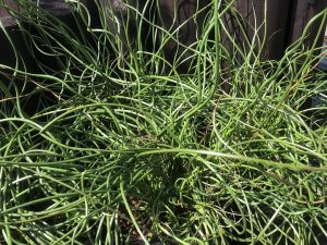 Juncus effusis 'Spiralis'-0