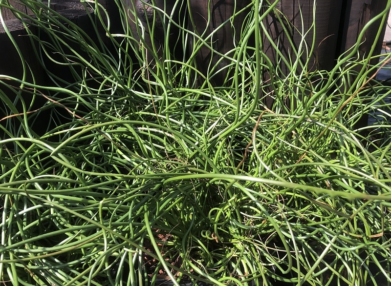 Juncus effusis 'Spiralis'-0