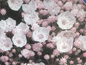 Kalmia latifolia 'Elf'-0