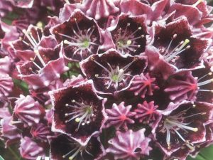 Kalmia latifolia 'Latchmin'-0