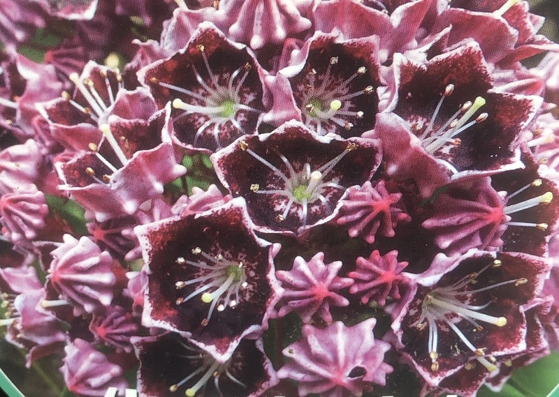 Kalmia latifolia 'Latchmin'-0