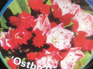 Kalmia latifolia 'Ostbo Red'-0