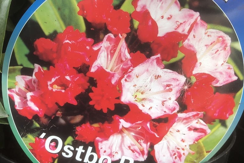 Kalmia latifolia 'Ostbo Red'-0
