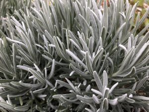 Lavandula angustifolia 'Alba'-0