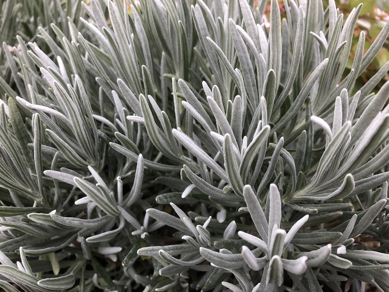 Lavandula angustifolia 'Alba'-0