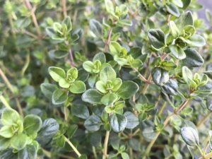 Thymus x citriodorus Lemon Thyme-0