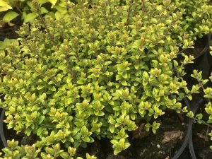 Lonicera nitida 'Twiggy'-0