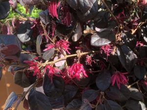 Loropetalum chinensis 'Rubrum'-0