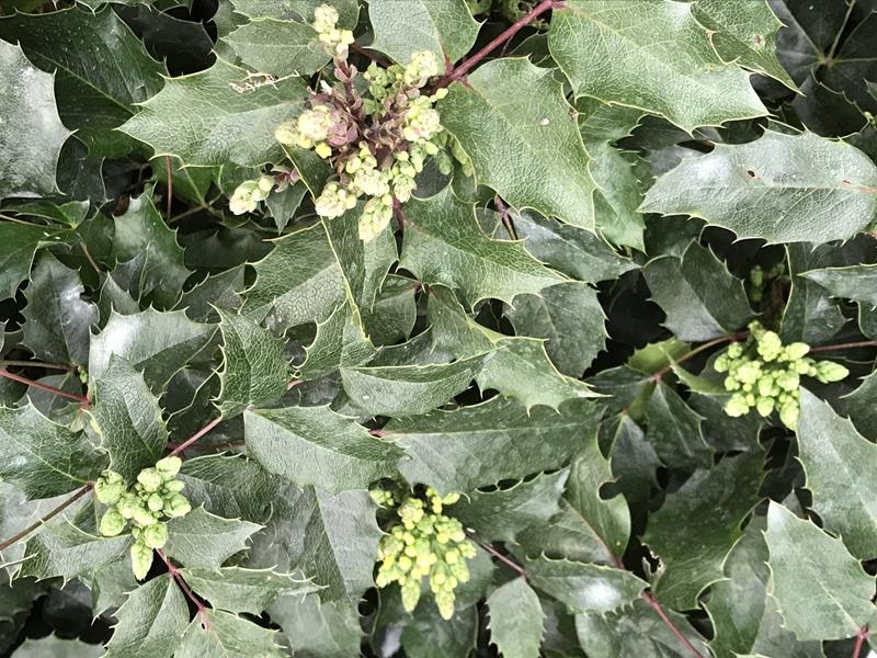 Mahonia aquifolium 'Atropurpurea'-17658