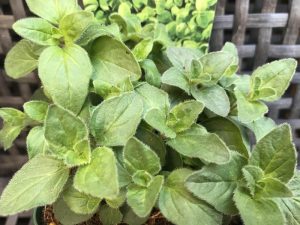 Origanum onites Pot Marjoram-0