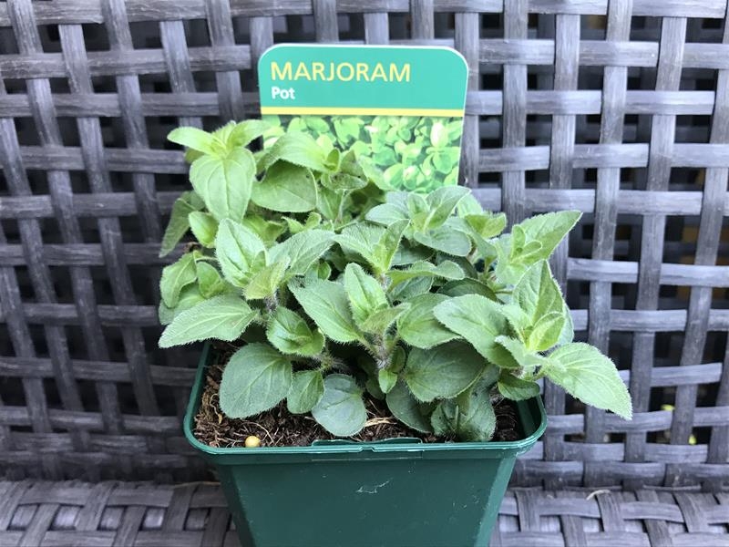Origanum onites Pot Marjoram-17972