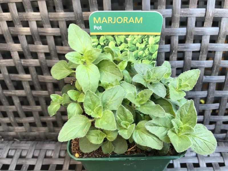 Origanum onites Pot Marjoram-17973