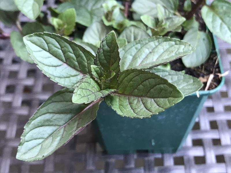 Mentha x piperita f. citrata Chocolate Mint-17976