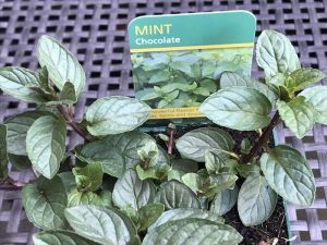 Mentha x piperita f. citrata Chocolate Mint-0