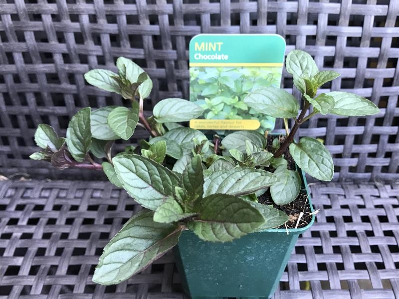 Mentha x piperita f. citrata Chocolate Mint-17975