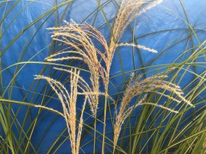 Miscanthus sinensis 'Graziella'-0
