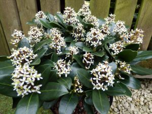 Skimmia japonica 'Olympic Flame'-0