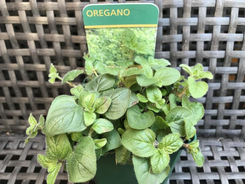 Origanum vulgare Oregano-17968
