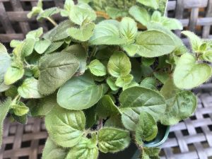 Origanum vulgare Oregano-0
