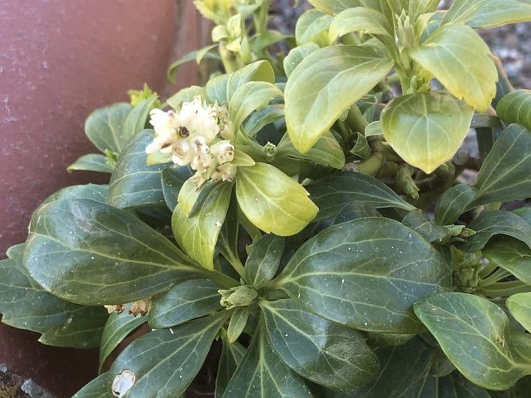 Pachysandra terminalis 'Green Carpet'-0