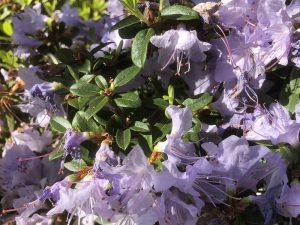 Rhododendron 'Penheale Blue'-0