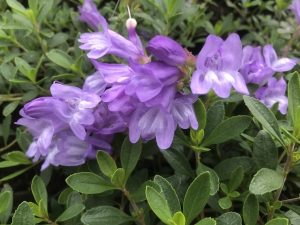 Penstemon laetus var. roezlii-0