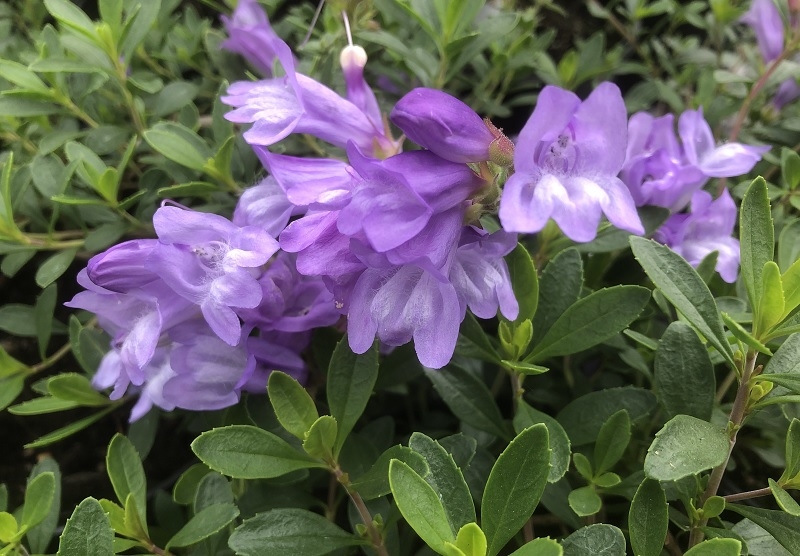 Penstemon laetus var. roezlii-0
