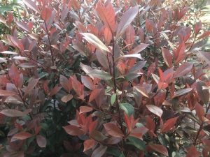 Photinia robusta 'Compacta'-0