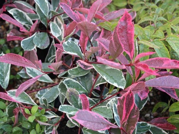Photinia x fraseri 'Pink Marble' 5L-0