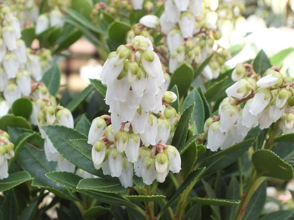 Pieris japonica 'Prelude' (7.5 Litre)-0