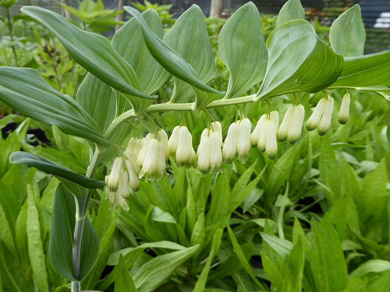 Polygonatum commutatum-0