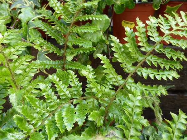 Polystichum polyblepharum (Japanese Tassel Fern)-0