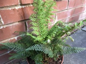 Polystichum proliferum (Mother Shield Fern)-0