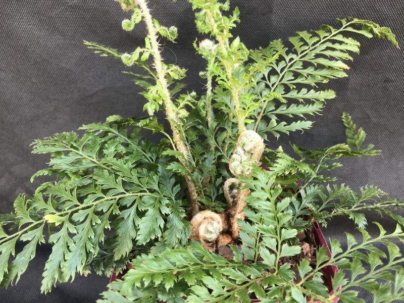 Polystichum setiferum 'Bevis' (Soft Shield Fern)-0