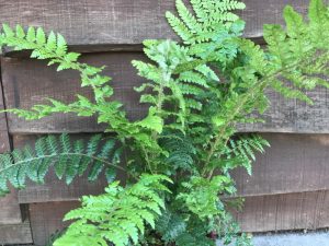 Polystichum x dycei (Dyce's Holly Fern)-0