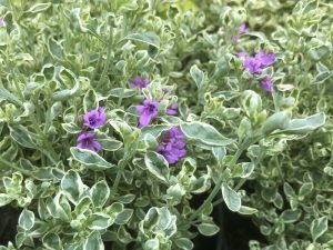 Prostranthera ovalifolium 'Variegata'-0