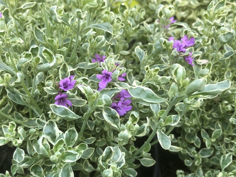 Prostranthera ovalifolium 'Variegata'-0