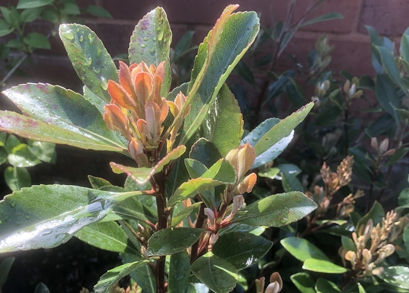Rhaphiolepis x delacourii 'Enchantress'-18166