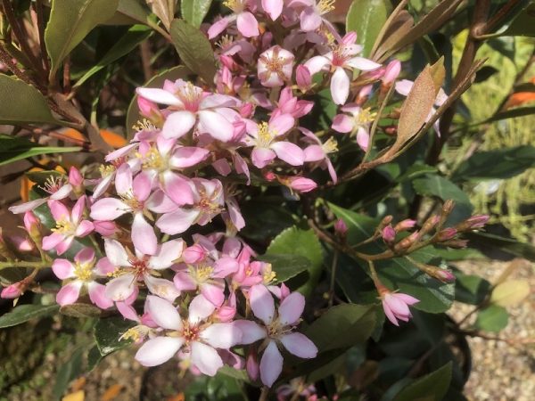 Rhaphiolepis x delacourii 'Enchantress'-0