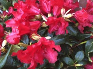 Rhododendron 'Baden Baden' (2 Litre)-0