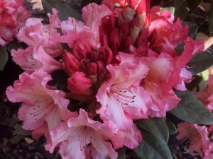 Rhododendron 'Firerim'-0