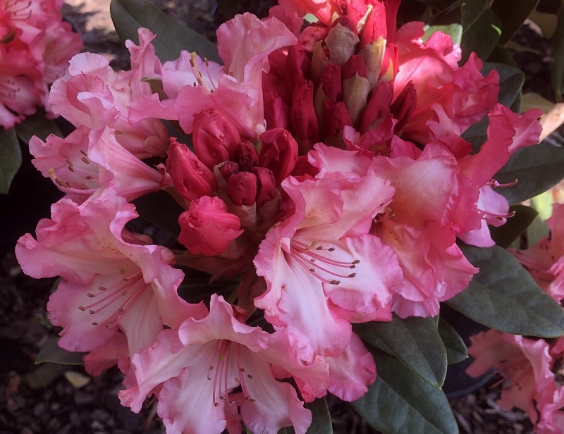 Rhododendron 'Firerim' | Ashwood Nurseries
