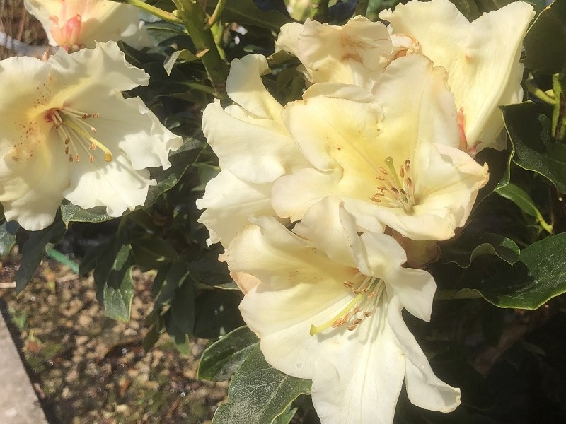 Rhododendron 'Horizon Monarch'-0
