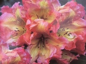 Rhododendron 'Sun Fire'-0