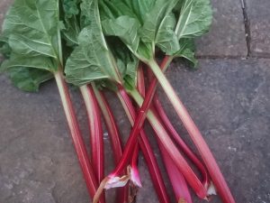 Rhubarb 'Victoria'-0