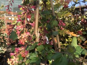 Ribes gordonianum-0