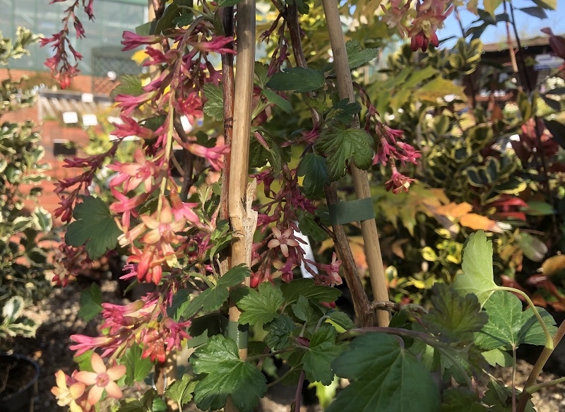 Ribes gordonianum-0