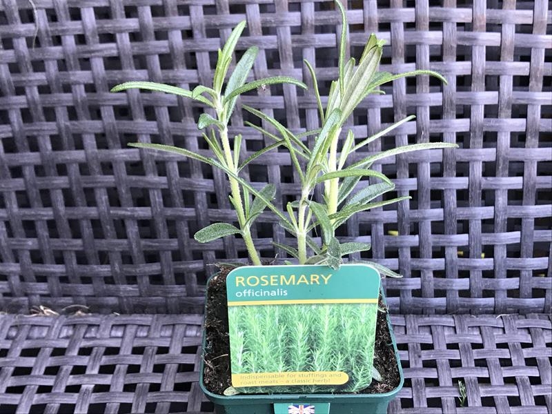 Rosmarinus officinalis Rosemary-17953