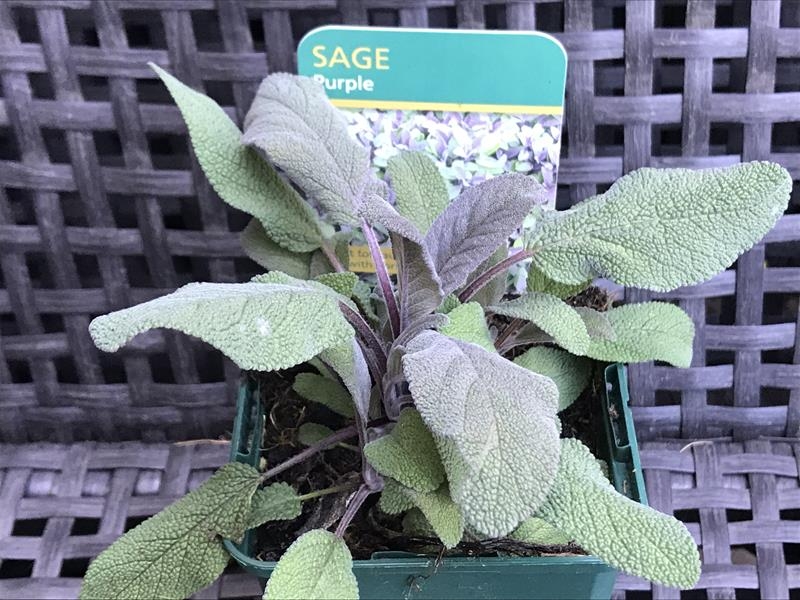 Salvia officinalis 'Purpurascens' Purple Sage-17955