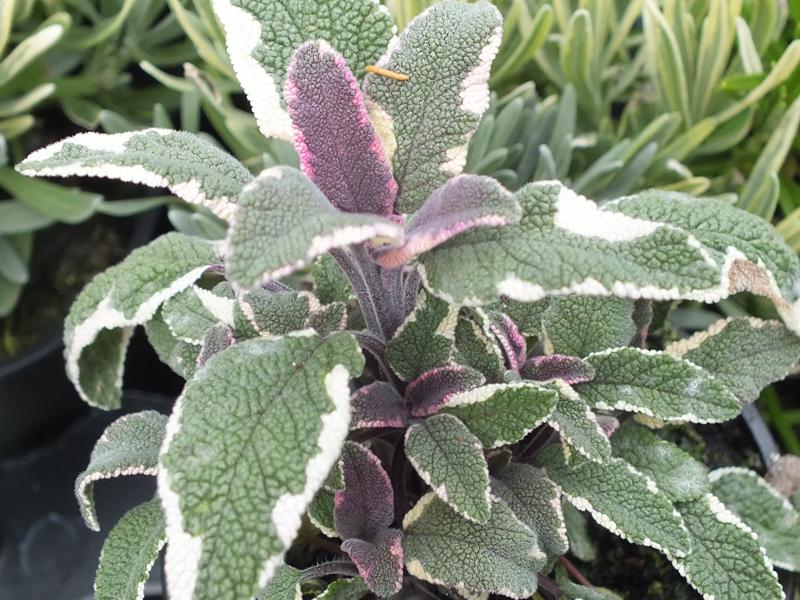 Salvia officinalis 'Tricolor' Sage-18280